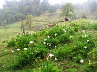 Lilies growing on the farm