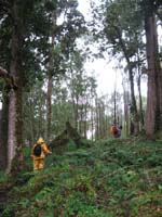 Forest begins to thicken