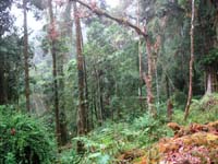 Forest thick near crash site