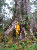 Carlos and another big tree