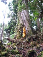 Carlos dwarfed by huge tree