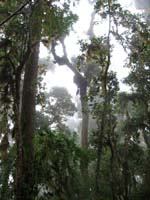 Another view of crash tree from below