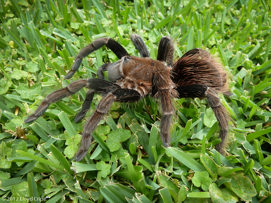 Tarantula Panama