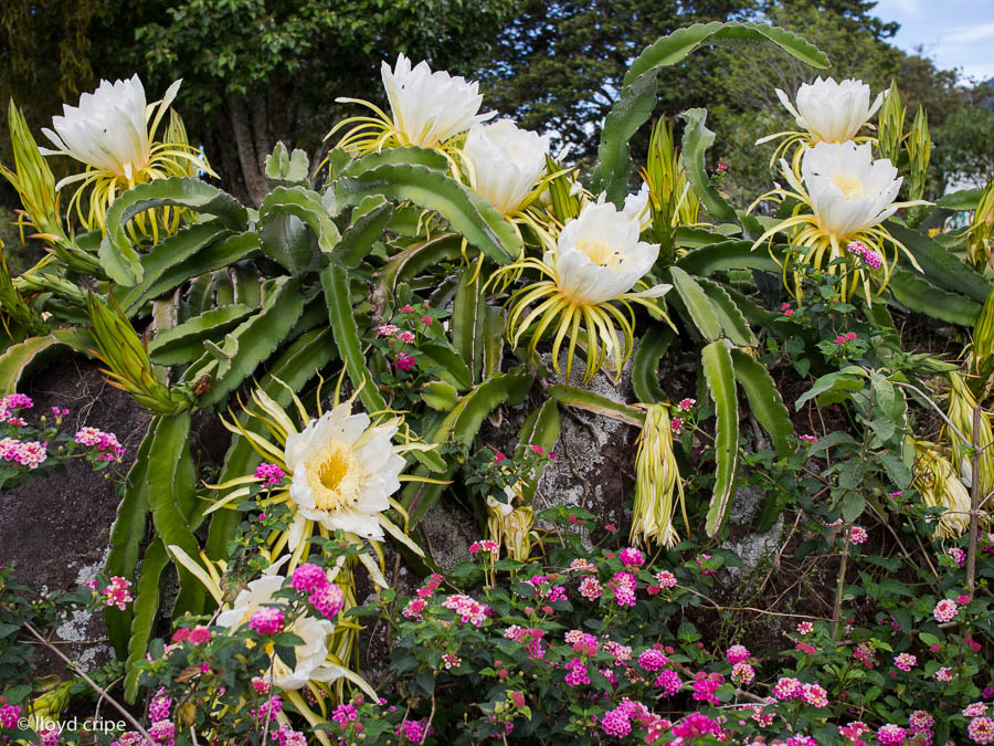 Night Blooming Cactus2