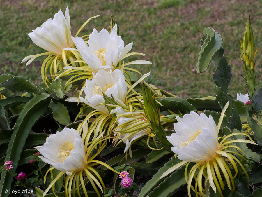 Night Blooming Cactus