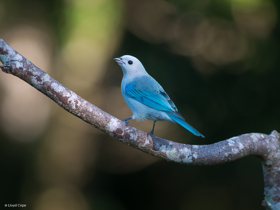 blue gray tanager