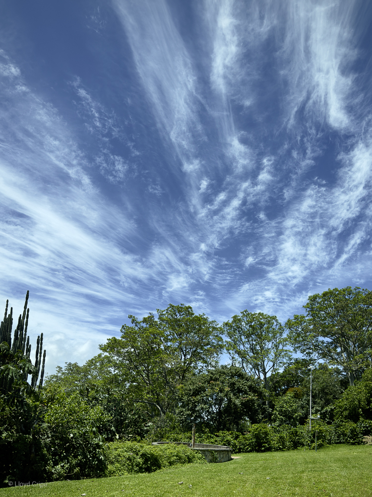 Cirrus Clouds