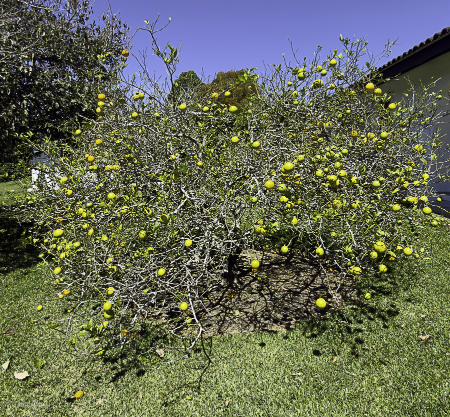 Meyers Lemon Tree Dry