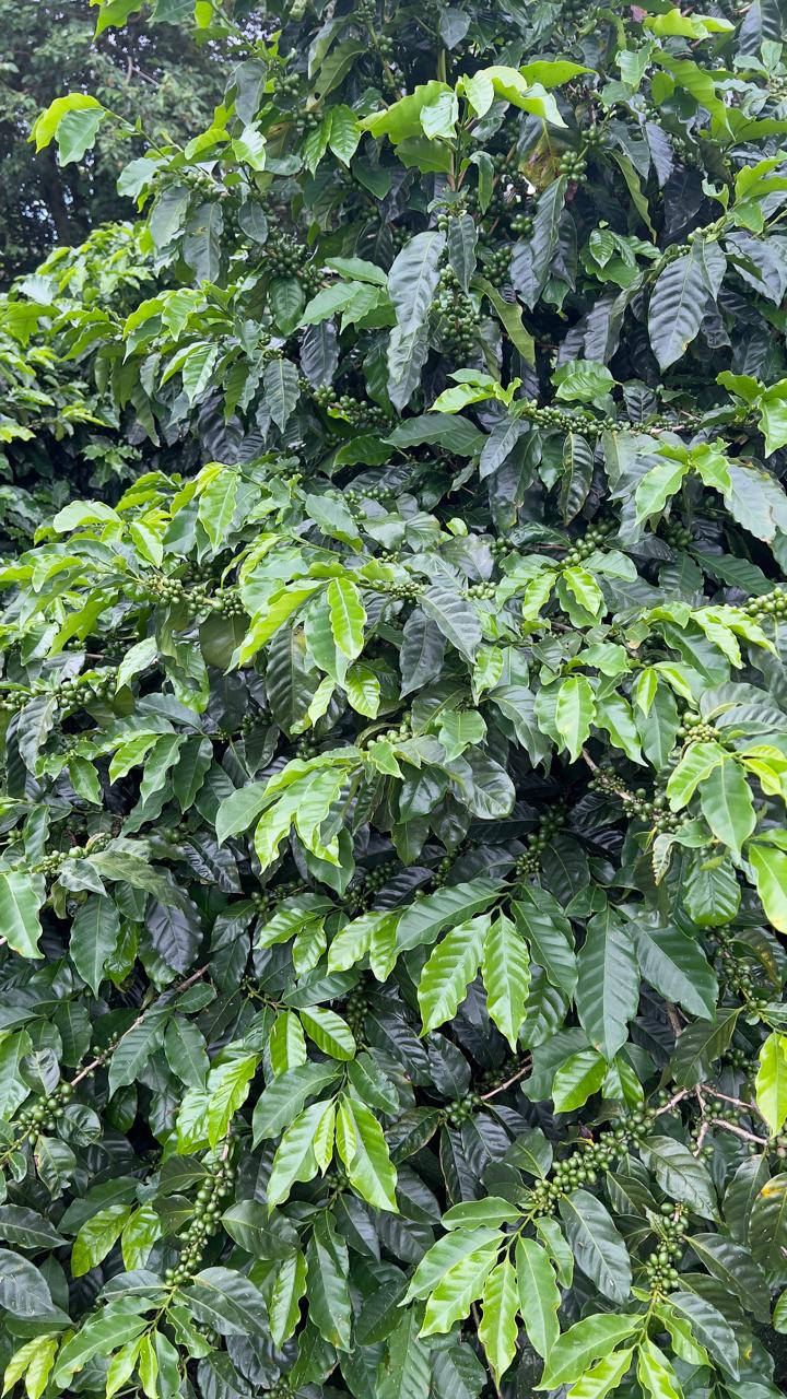 Green Cherries 1