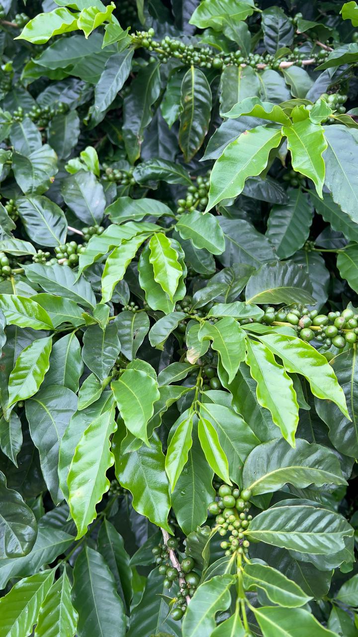 Green Coffee 2
